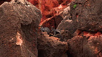 Black-footed rock wallaby (Petrogale lateralis) group resting in heat, zooming out to reveal habitat. Pilgonaman Gorge, Cape Range National Park, Western Australia.