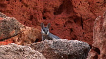 Black-footed rock wallaby (Petrogale lateralis) resting in heat, Pilgonaman Gorge, Cape Range National Park, Western Australia.