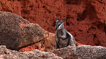 Black-footed rock wallaby (Petrogale lateralis) scratching and shaking head. Pilgonaman Gorge, Cape Range National Park, Western Australia.