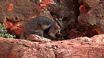 Black-footed rock wallaby (Petrogale lateralis) grazing on leaves. Pilgonaman Gorge, Cape Range National Park, Western Australia.