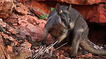 Black-footed rock wallaby (Petrogale lateralis) feeding on grasses. Pilgonaman Gorge, Cape Range National Park, Western Australia.