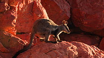 Black-footed rock wallaby (Petrogale lateralis) moving across rock and sniffing, Pilgonaman Gorge, Cape Range National Park, Western Australia.