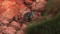 Black-footed rock wallaby (Petrogale lateralis) feeding on grass. Pilgonaman Gorge, Cape Range National Park, Western Australia.