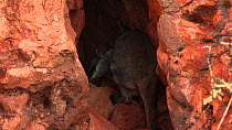 Black-footed rock wallaby (Petrogale lateralis) smelling rocks inside cave. Pilgonaman Gorge, Cape Range National Park, Western Australia.