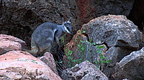 Black-footed rock wallaby (Petrogale lateralis) feeding on leaves and looking around. Pilgonaman Gorge, Cape Range National Park, Western Australia.