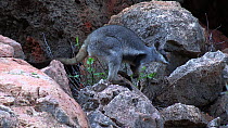 Black-footed rock wallaby (Petrogale lateralis) feeding on leaves then moving away into cave. Pilgonaman Gorge, Cape Range National Park, Western Australia.