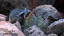 Black-footed rock wallaby (Petrogale lateralis) feeding, Pilgonaman Gorge, Cape Range National Park, Western Australia.