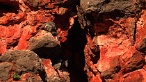Black-footed rock wallabies (Petrogale lateralis) two sat at cave entrance and interacting, one regurgitating cud. Pilgonaman Gorge, Cape Range National Park, Western Australia.