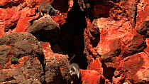 Black-footed rock wallaby (Petrogale lateralis) mother and baby on rocks, with another adult jumping down from higher rock into an area of shade, followed by the mother. Pilgonaman Gorge, Cape Range N...