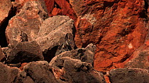 Black-footed rock wallaby (Petrogale lateralis) mother grooming baby on rocks then standing alert; another sheltering behind rocks and leaping up to higher rock. Pilgonaman Gorge, Cape Range National...