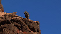 Black-footed rock wallaby (Petrogale lateralis) grooming on top of rocks with blue sky, Pilgonaman Gorge, Cape Range National Park, Western Australia.