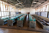Tanks used for breeding Malawi cichlid (Pseudocrenilabrinae) fish, Senga Bay, Malawi. November 2012