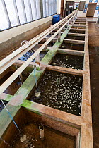Tanks used for breeding Malawi cichlid (Pseudocrenilabrinae) fish, Senga Bay, Malawi. November 2012