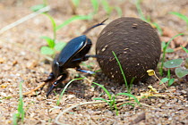 Dung beetle (Scarabaeidae) rolling dung, blurred motions photograph, Malawi. November.
