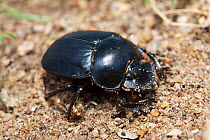 Dung beetle (Scarabaeidae) Malawi. November.