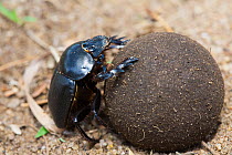 Dung beetle (Scarabaeidae) rolling dung, Malawi. November.