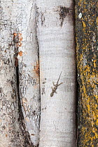 Flathead leaf-toed gecko (Hemidactylus platycephalus) on fig roots. Senga Bay, Malawi.