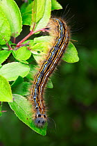 Lackey moth (Malacosoma neustria) caterpillar, Sussex, UK. June,