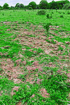 Damage to soil and grass caused by Tamworth pigs, introduced as part of a conservation grazing project. Sussex, UK. June 2013