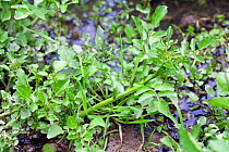 Watercress (Nasturtium officinale) growing wild in stream. Sussex, UK. June.