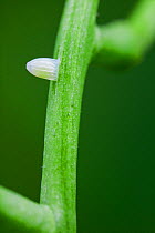 Green-veined white butterfly egg (Pieris napi) on Garlic mustard (Alliaria petiolata) Sussex, UK. June.
