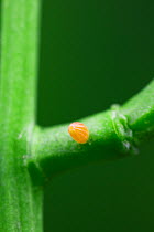 Orange-tip butterfly egg (Anthocharis cardamines) on Garlic mustard (Alliaria petiolata) Sussex, UK. June.