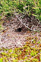 Field cricket burrow (Gryllus campestris) Sussex, England, UK. May.