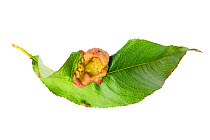 Peach leaf curl (Taphrina deformans) disease on Peach (Prunus persica) leaf, on white background, May.