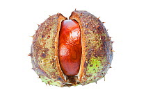 Conker or Horse chestnut (Aesculus hippocastanum) in case, on white background. September.