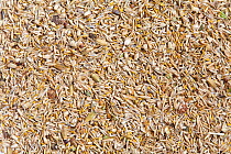 Wildflower meadow seed mix for chalk and limestone soils (20% wildflowers, 80% grasses) including Sheep's fescue (Festuca ovina), and Crested dogstail (Cynosurus cristatus).