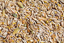 Wildflower meadow seed mix for chalk and limestone soils (20% wildflowers, 80% grasses) including Sheep's fescue (Festuca ovina), and Crested dogstail (Cynosurus cristatus).