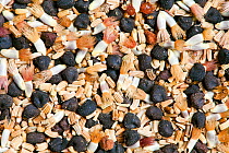 Cornfield annual wildflower seed mix including Corn cockle (Agrostemma githago), Corn chamomile (Anthemis austriaca), Cornflower (Centaurea cyanus), Corn marigold (Glebionis / Chrysanthemum segetum) a...