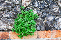 Pellitory-of-the-wall (Parietaria officinalis) growing on wall, Brighton, Sussex, UK, December.