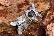 Poplar kitten moth (Furcula bifida) Dorset, UK. June.