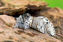 Poplar kitten moth (Furcula bifida) Dorset, UK, June.