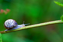 Kentish snail.(Monacha cantiana) moving over stem, Sussex, UK. July 2009