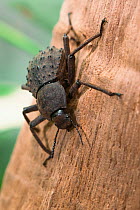 Giant Fregate Island beetle (Polposipus herculeanus) captive. Vulnerable species.