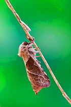 Orange swift moth (Hepialus sylvina) UK. August.