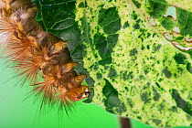 Buff ermine (Spilosoma luteum) caterpillar on clematis. UK. September.