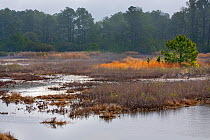 Marshland with maritime forest, Black Duck Pool, Chincoteague. National Wildlife Refuge, Assateague Island, Virginia, USA. March 2012.