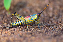 Elegant grasshopper (Zonocerus elegans) Senga Bay, Malawi. November.