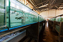 Tanks used for breeding Malawi Cichlid (Pseudocrenilabrinae) fish, Senga Bay, Malawi. November 2012