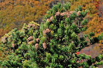 Korean pine (Pinus koraiensis)  tree with cones, Amur Region, Russia.