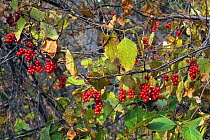 Five-flavour berry (Schisandra chinensis) Amur region, Russia.