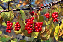 Five-flavour berry (Schisandra chinensis) Amur region, Russia.