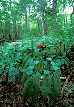 Ginseng plants (Panax ginseng) in forest, Amur Region, Russia.