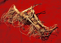 Ginseng (Panax ginseng) roots.