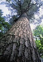 Korean pine tree (Pinus koraiensis) low angle view of trunk, Amur Region, Russia.
