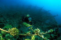 Diver exploring 'Lotus' artificial reef, built in 2001 with a steel frame using mild electric currents to encourage coral growth. Vabbinfaru Island in North Male Atoll, Maldives, Indian Ocean. Septemb...