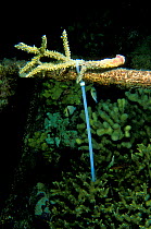 Piece of broken coral tied up to help it regenerate, Vabbinfaru Island, North Male Atoll, Maldives, Indian Ocean. September 2005.